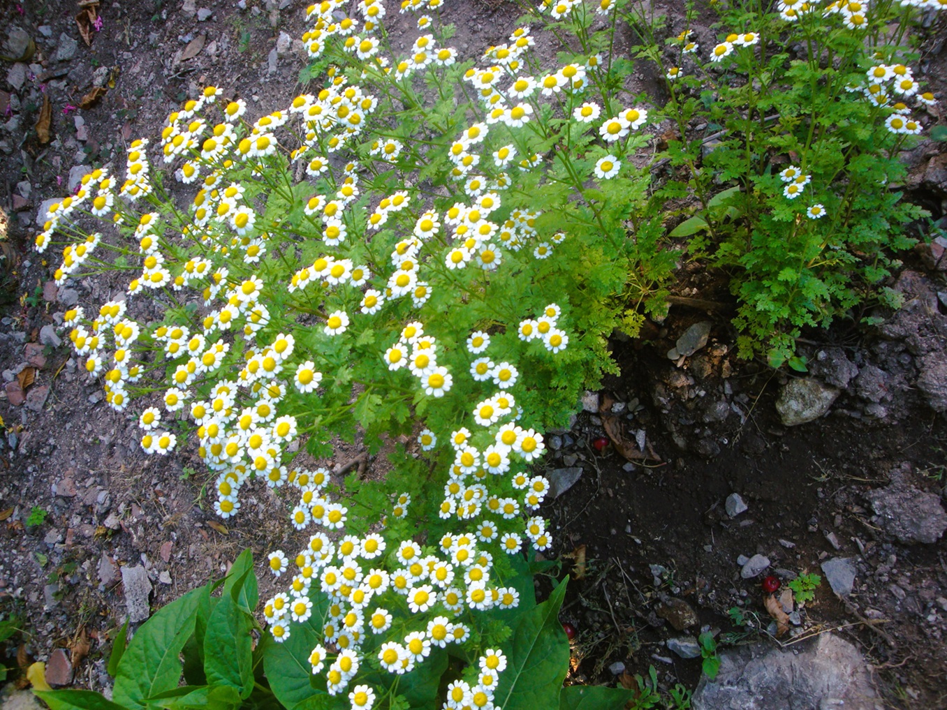 4 photos. Tanacetum parthenium (L.) Schultz Bip. syn. Chrysanthemum ...