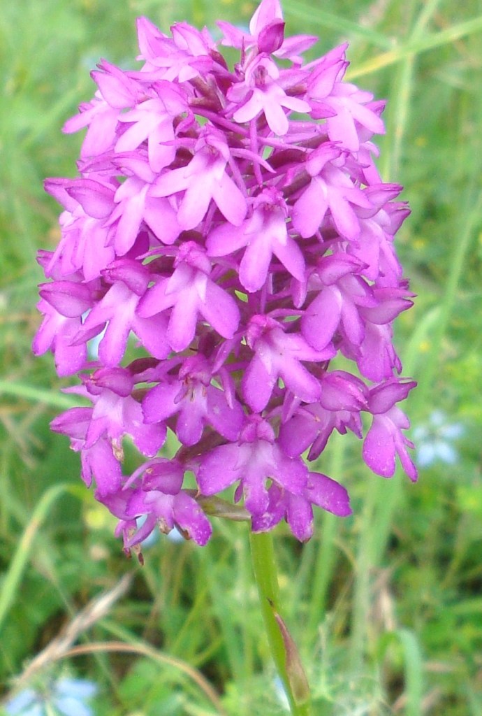 Anacamptis pyramidalis (L.) Rich. (2)