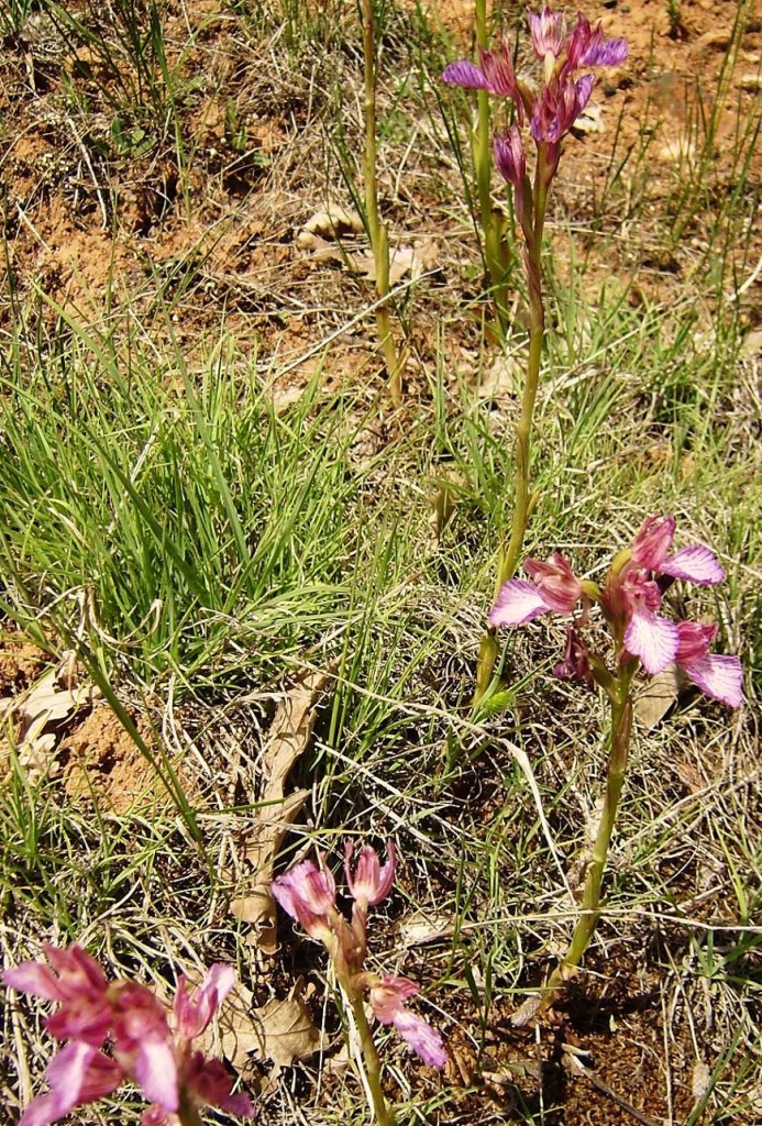 Anacamptis papilionacea (L.) R.M. Bateman, Pridgeon & M.W. Chase ssp. papilionacea (1)