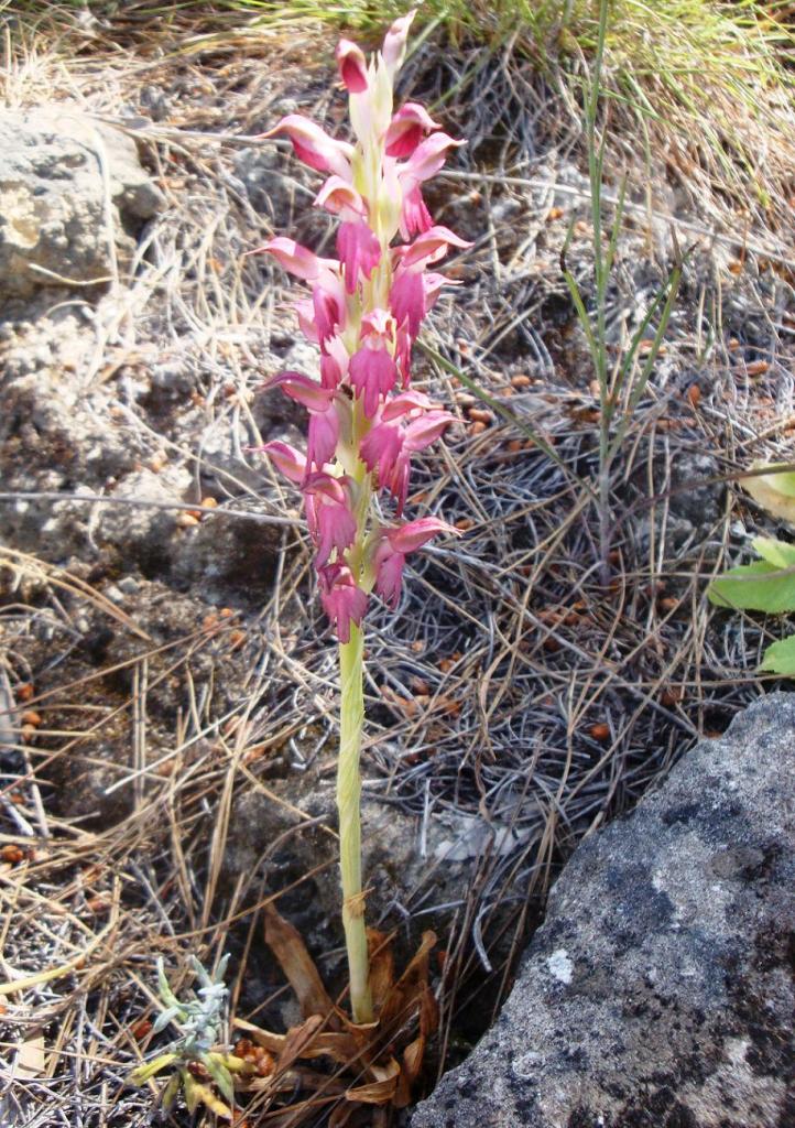Anacamptis sancta (L.) R.M. Bateman, Pridgeon & M.W. Chase (1)