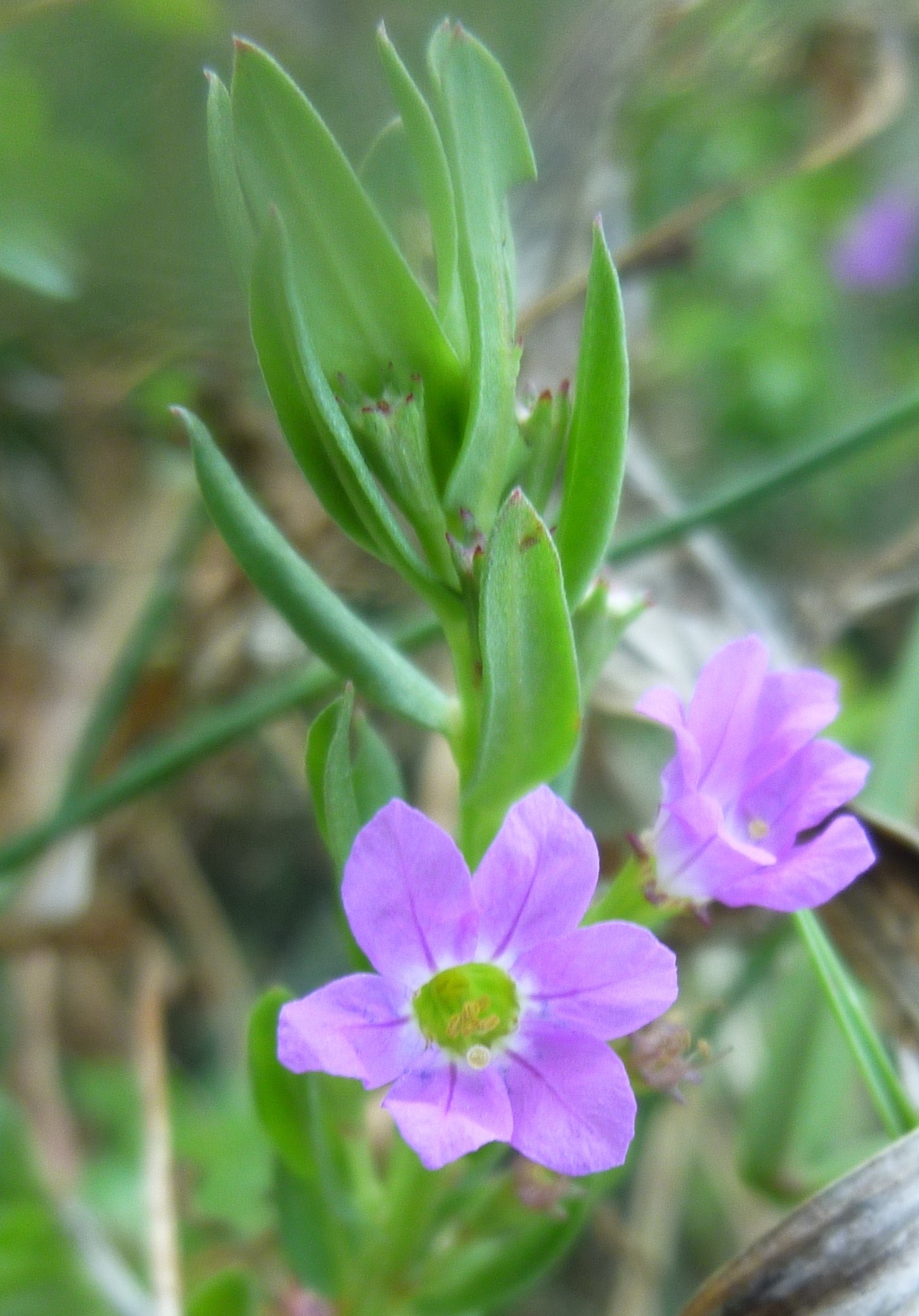 Lythraceae Examples 16 photos. Fam. Lythraceae⏏️ | ΕΛΛΗΝΙΚΗ ΧΛΩΡΙΔΑ/HELLENIC FLORA